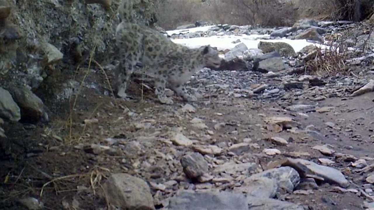 Schneeleoparden gesichtet