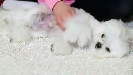 보은출장안마 -후불100%ョØ1ØE7362E3210｛카톡RQ43｝ 보은전지역출장안마 보은오피걸 보은출장마사지 보은안마 보은출장마사지 보은콜걸샵ぜそた