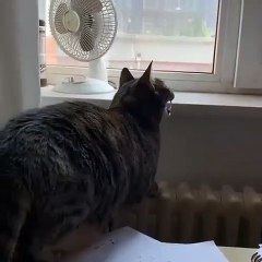 Voici ce qu’on appelle bavardage que font les chats quand ils voient des oiseaux. Trop chou !