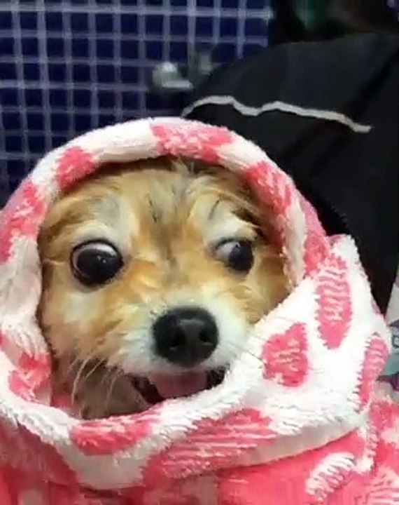 Ces bébés poméraniens prennent des bains très moussant. Trop beau !