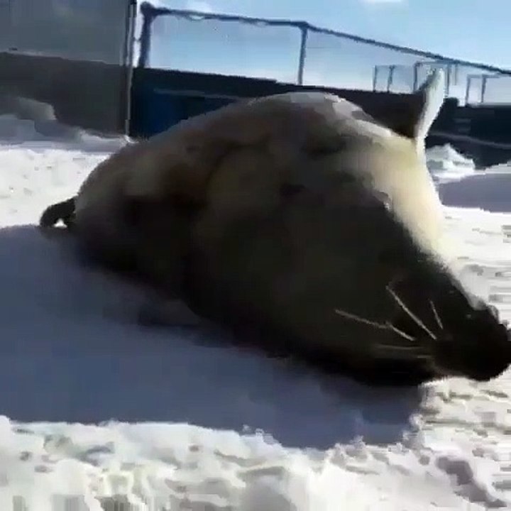 Ce gros phoque fait un petit accident en jouant. Trop drôle !