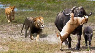 The god help animal are lucky to escape | Lion vs Buffalo vs Elephant,Wildebeest save baby from Lion