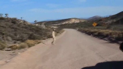 Real Alien in restricted area? | Un vrai étranger dans une zone restreinte? |  Echte Alien in Sperrgebiet?