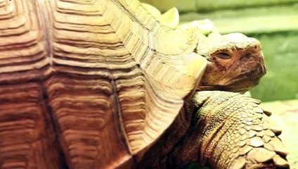 동래구출장안마 -후불100%ョØ7ØE7333E9649｛카톡VV23} 동래구전지역출장안마 동래구오피걸 동래구출장마사지 동래구안마 동래구출장마사지 동래구콜걸샵œßþ