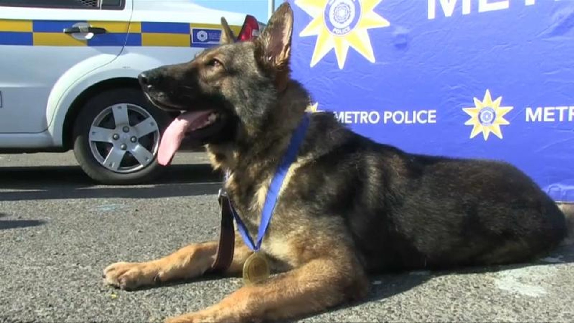 Can You Call The Police On A Dog Barking