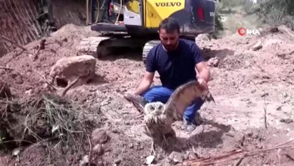 Yaralı puhu kuşu tedavi altına alındı