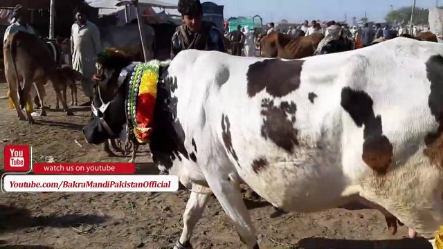 Sahiwal Cow with Calf for Sale in Lahore Shahpur Kanjra Bakra Mandi 2018 Visits