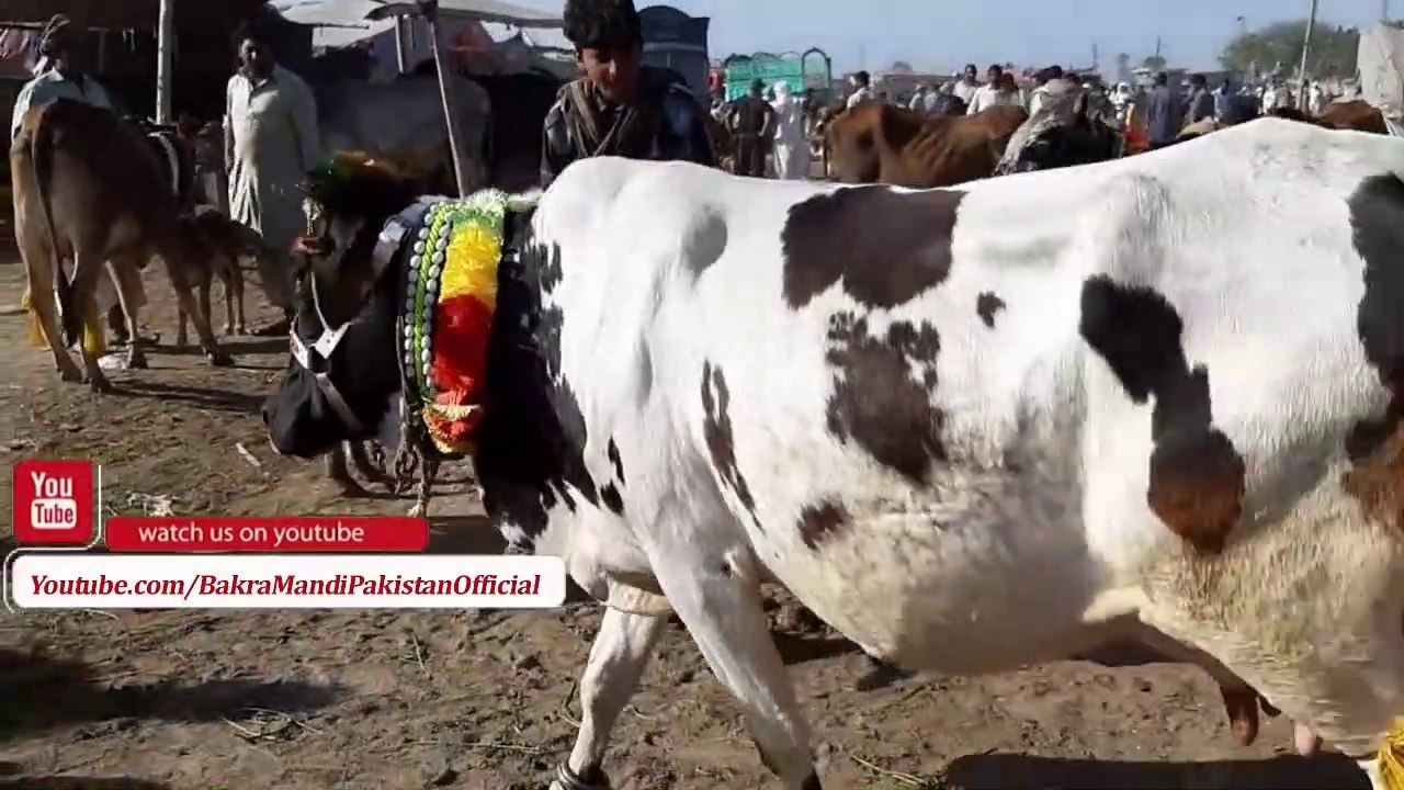Sahiwal Cow with Calf for Sale in Lahore Shahpur Kanjra Bakra Mandi 2018 Visits