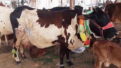 SALE & PURCHASE OF WACHA N WACHI - Sub Sasta Hai --- Episode 11 - 12th April 2018