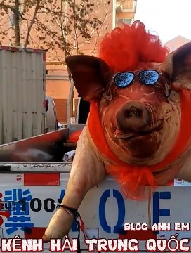 1001 clip hay nhất mạng xã hội cười sái quai hàm p71