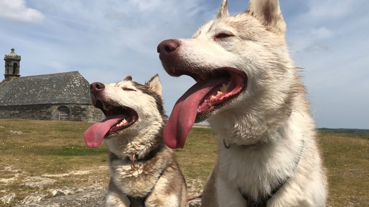 La cani-rando dans les monts d’Arrée