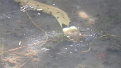 Ce serpent est un chasseur de grenouilles redoutable