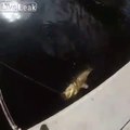 Le poisson que ce pecheur attrape est impressionnant