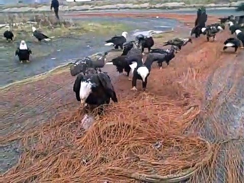 Quand 10 aigles viennent manger sur ton filet de peche