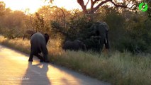 Deux jeunes éléphanteaux jouent au milieu de la route. Trop mignon