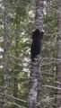 Regardez à quelle vitesse cet ours brun grimpe aux arbres