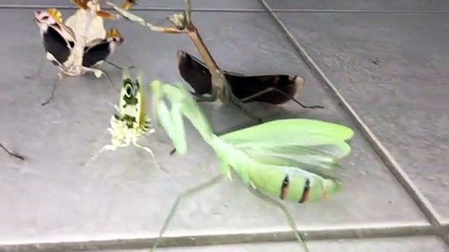 Une horde de mantes religieuses plutot agressives