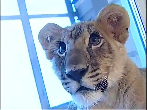 Vivre avec un lionceau de compagnie... Pourquoi pas