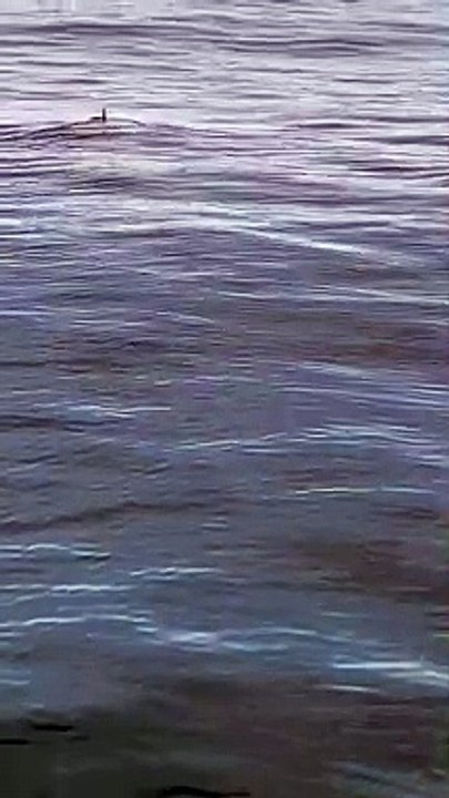 Shark Spotted on Still Seas