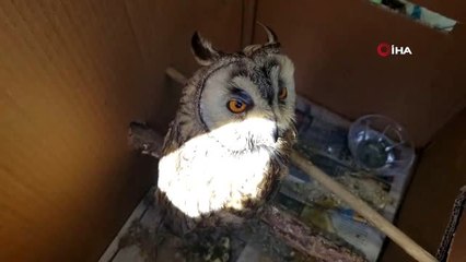Ölmek üzere olan boynuzlu baykuş 15 günde sağlığına kavuştu