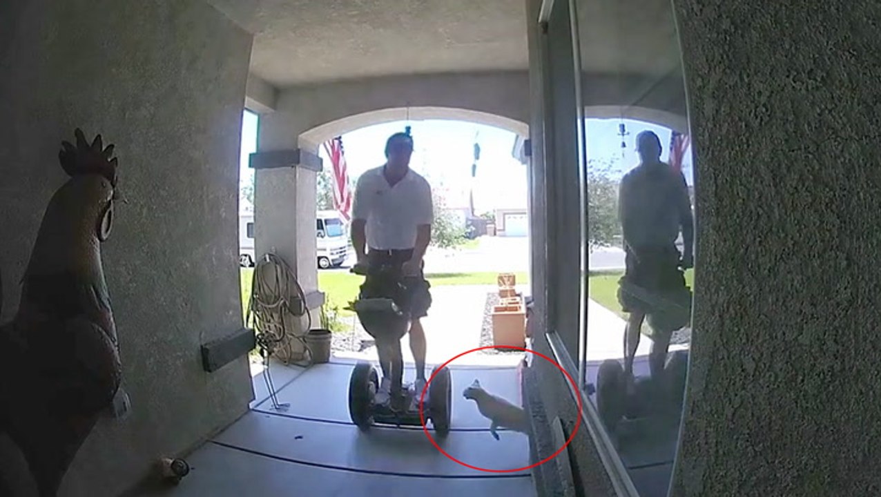 Kitty Causes Segway Crash