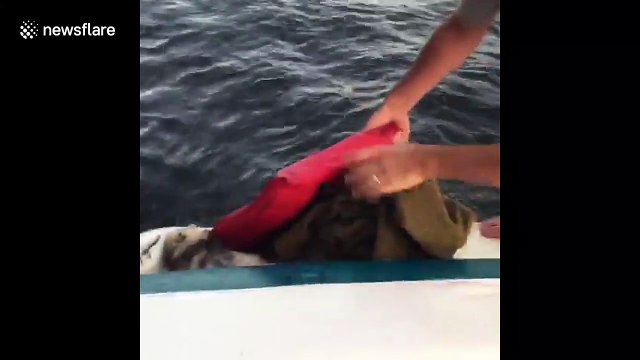 A drowning opossum is rescued by boaters