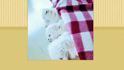 동해출장안마 -후불100%ョØ1ØE2659E1768｛카톡KP93｝ 동해전지역출장안마 동해오피걸 동해출장마사지 동해안마 동해출장마사지 동해콜걸샵лмн