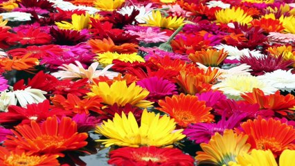 BDG Energy Lift Meditation v1