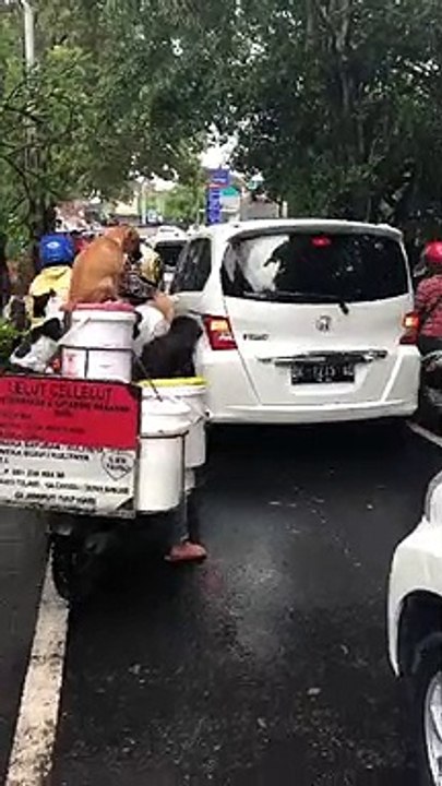 Furry Friends Going for a Ride
