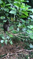 Protective Mother Monkey