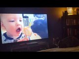 Cat Intensely Watches Videos of Pets