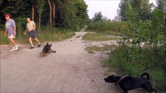 Овчарка и питбуль - девочки пытаются сожрать друг друга из-за мальчика! (GoProHero3+)