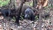 Hunting Wild trophy boars Australia Pig Dogs fight tusks tonner