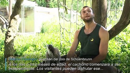 Nuevo bebé lemur de cola anillada en el zoo de Schoenbrunn