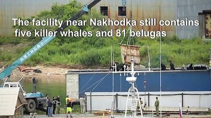 Orcas loaded onto trucks as Russia releases more from 'whale jail'