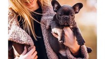 French Bulldog Puppy For Sale - Facts About French Bulldogs That Make Them Unique