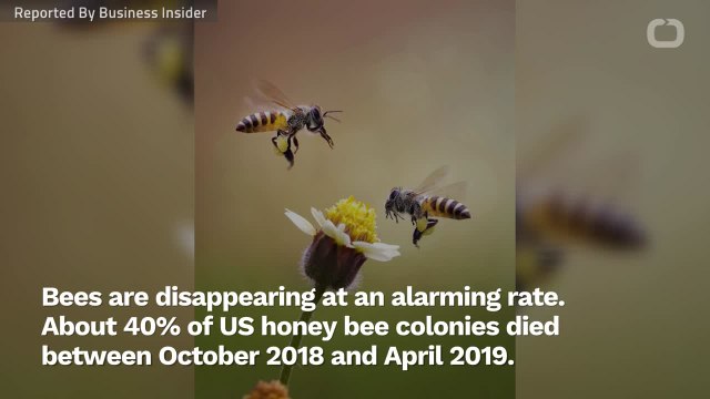 America's Honeybees Are Dying At An Alarming Rate