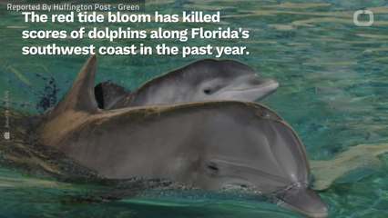 Florida Red Tide Claims Lives Of 174 Dolphins In One Year Alone