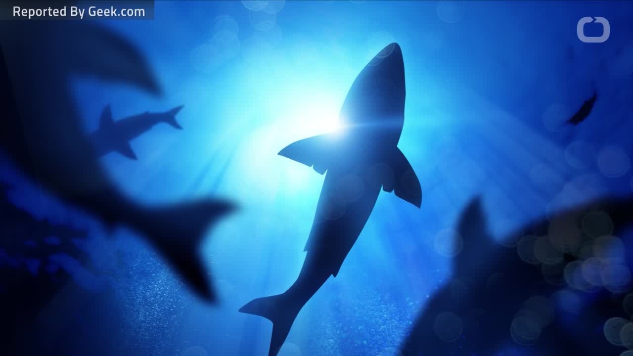 9 Great White Sharks Spotted Off Cape Cod Coast