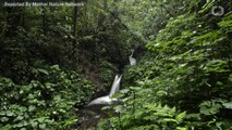 Costa Rica Has Managed To Double Its Forest Cover In The Last 30 Years