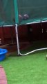 Ce chien essaye d'attraper le ballon.. à travers le filet du trampoline !