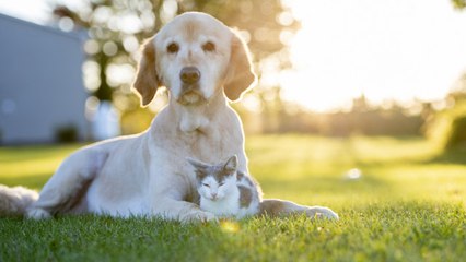 Cuidado de la salud de perros y gatos en verano