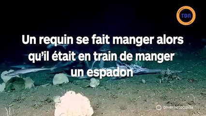 Un requin mange un espadon et se fait manger par un autre monstre sous-marin