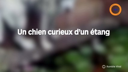U chien curieux glisse dans un étang