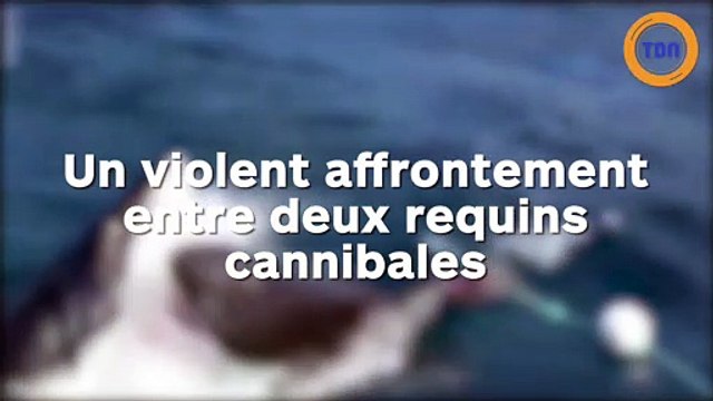 Ils filment l'affrontement entre deux gros requins