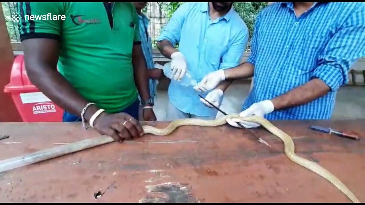 Indian vets battle to save cobra pierced with spear by terrified villager
