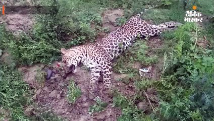 बिलासपुर में स्कूल के पास मृत मिला तेंदुआ