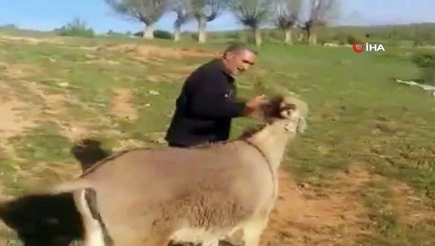 Sevginin böylesi...15 gün sonra sahiplerini gören hayvanlar sevgilerini böyle gösterdi