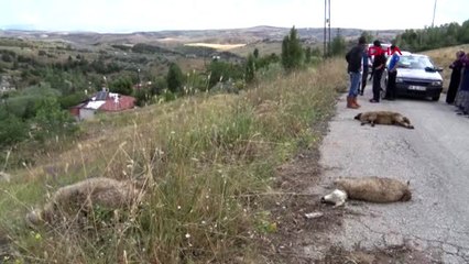 Hattan kopan elektrik kablosu, 10 koyunu telef etti