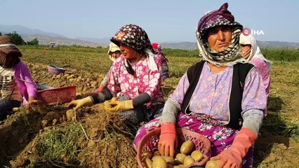Patates üreticisi ithalattan dolayı sıkıntıda